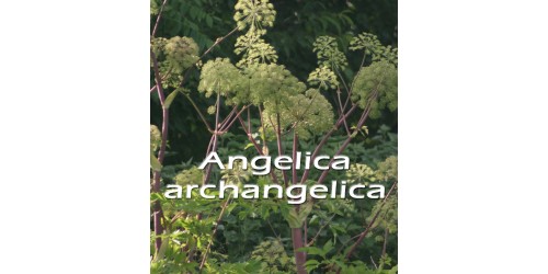 TISANE BIO ANGÉLIQUE Angelica archangelica (Racines) 